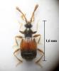 Tychus tuberculatus